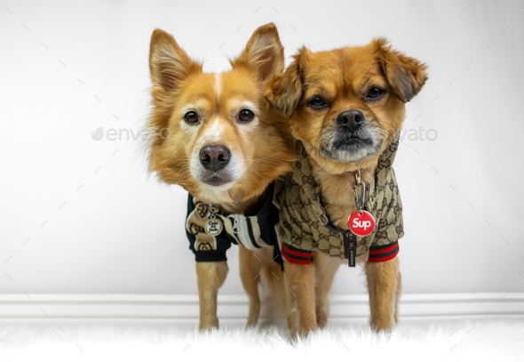 Two dogs in outlet sweaters