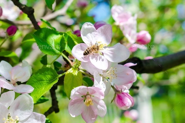 bee bumblebee picking nectar on white flower of apple, cherry, apricot tree in green garden