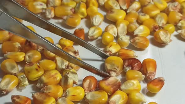 Manual Quality Control of Corn Grain in the Laboratory of an Elevator