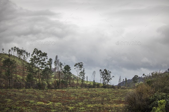 Peaceful view of a forest regrowing in a field with a dramatic grey sky. - Stock Photo - Images