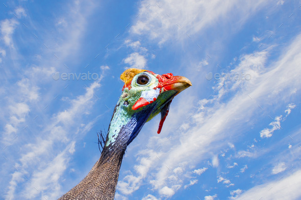 Guineafowl portraiture with wispy blue sky.  - Stock Photo - Images