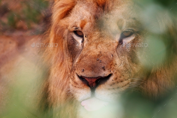 Lion resting - Stock Photo - Images