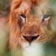 Lion resting - PhotoDune Item for Sale