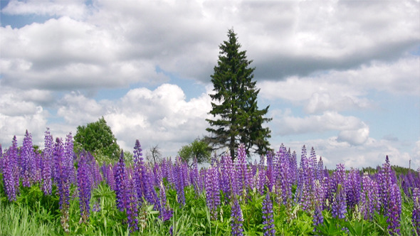 Blooming Lupines 
