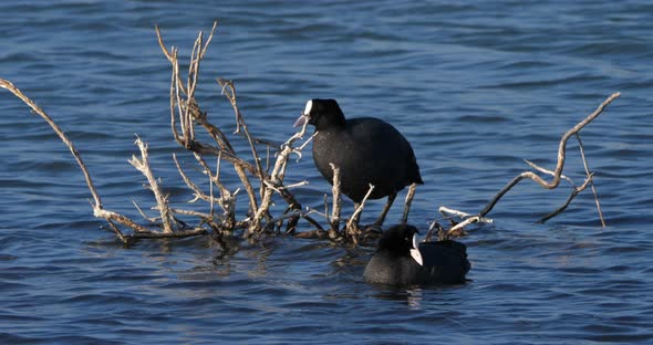 Eurasian coot, Fulica atra,  Occitanie, France alt