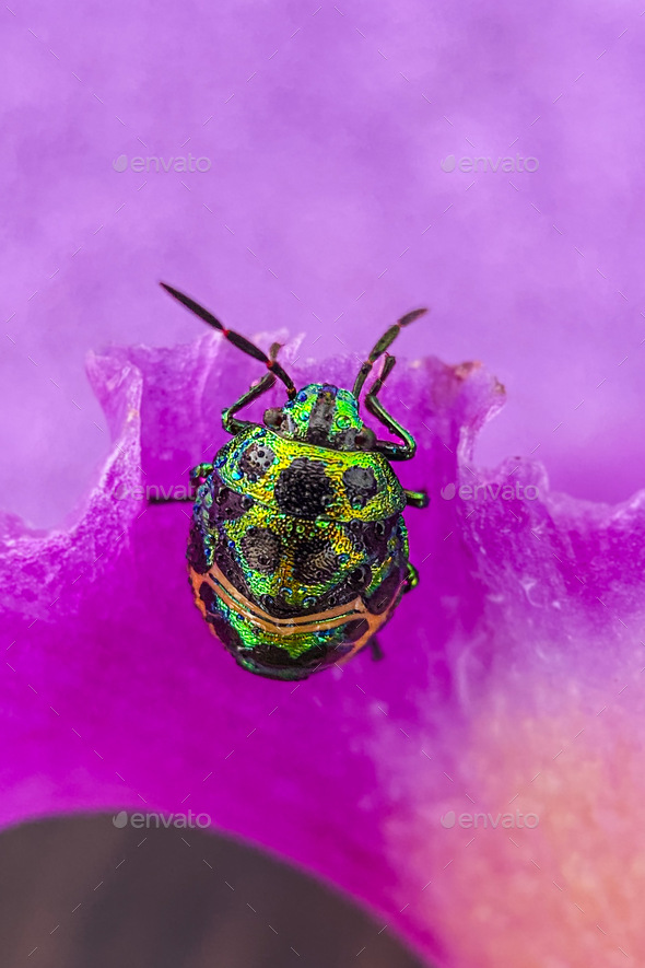 Rainbow shield bug, Ladybug, mangroves stink, colorfull bug, insect ...