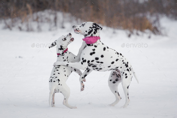 Dalmatian dogs funny day - Stock Photo - Images