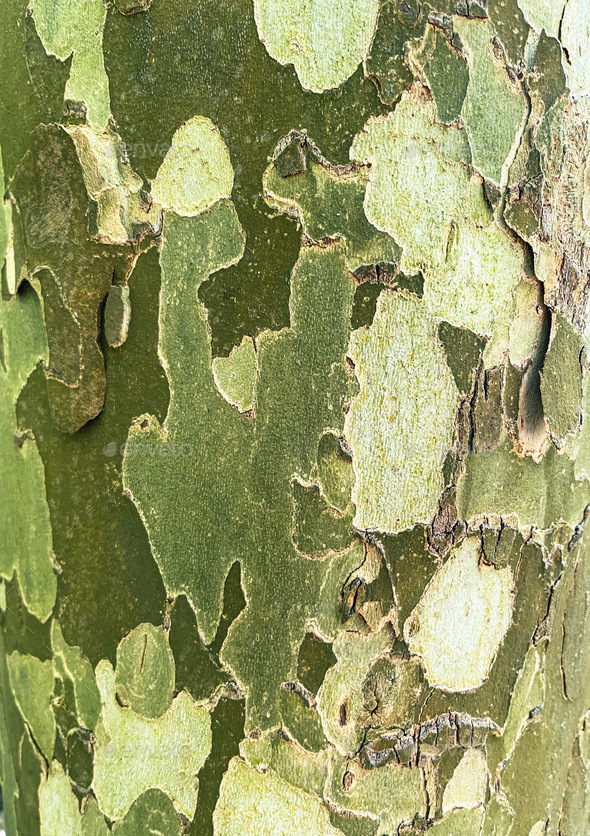 Sycamore tree bark texture shot