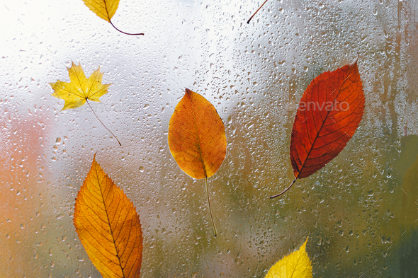 Autumn leaves stuck to the window that gets wet from rain drops. Cozy fall mood.
