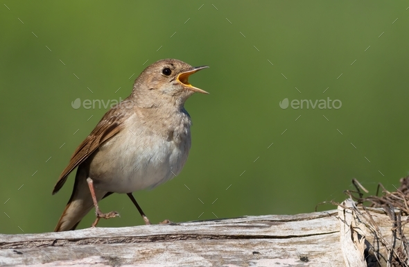 Thrush nightingale (Luscinia luscinia). A bird sings, sitting on an old log - Stock Photo - Images