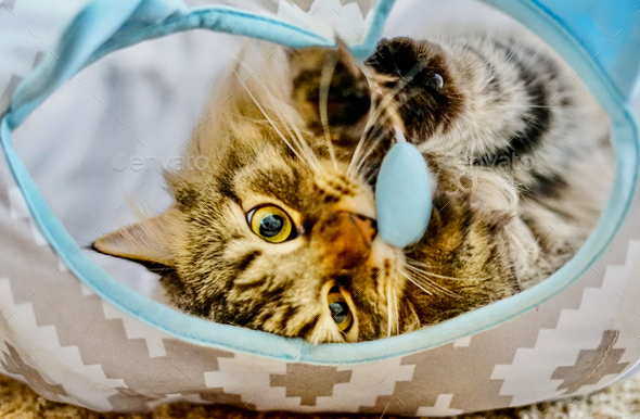 A cute playful kitten attacks a hanging toy in a tunnel, close up of tunnel opening, face and paws