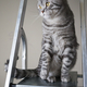 overhaul cat - PhotoDune Item for Sale
