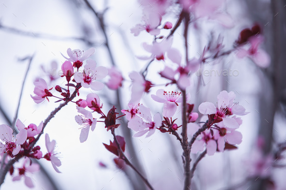 Ornamental plum blossoms (a.k.a. purple leaf plum blossoms)