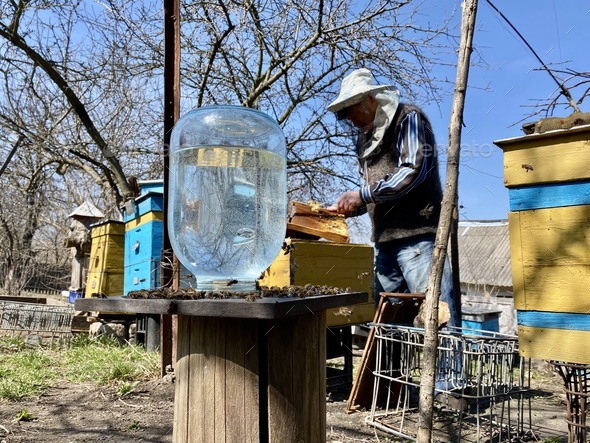 Honey bees carrying water for making honey with an old man on background. Beekeepers of Ukraine