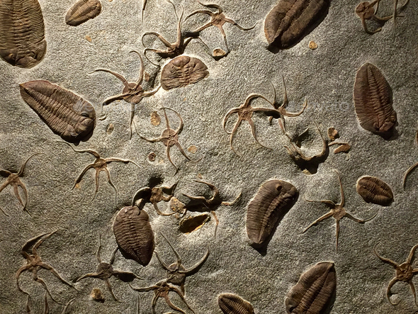 Fossils embedded in rock - Stock Photo - Images