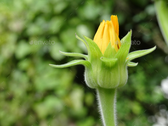 Beautiful yellow budding flower at Harry P. Leu Gardens - Stock Photo - Images