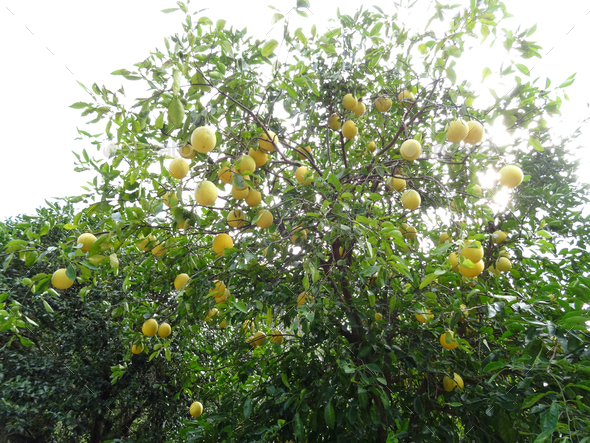 Ponderosa Lemon (Citrus Pyriformis Rutaceae) - Stock Photo - Images
