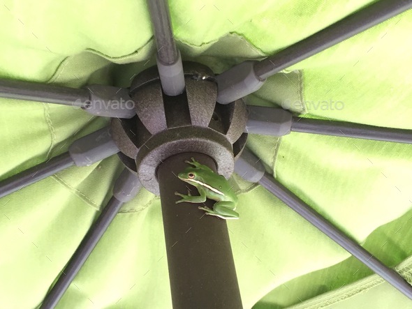 Green tree frog on a green patio umbrella - Stock Photo - Images