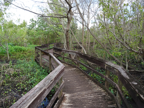 Nature walk in the swamp at Mead Botanical Garden - Stock Photo - Images