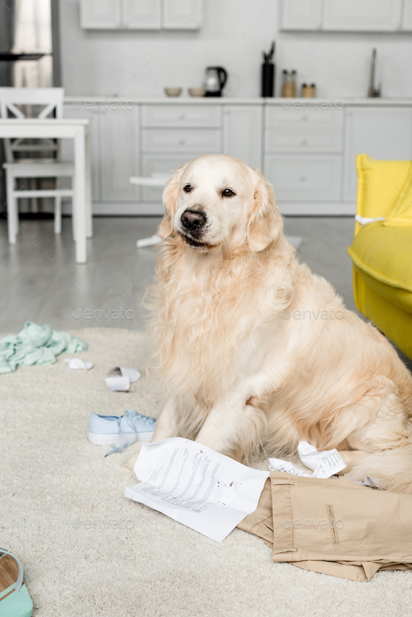cute golden retriever sitting on floor in messy apartment