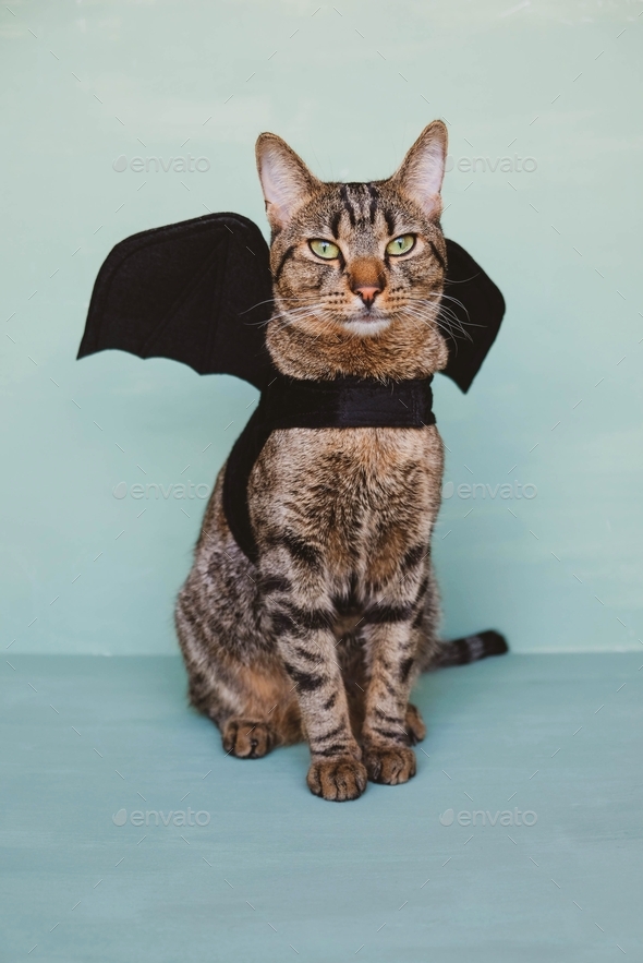 Tabby cat wearing black bat wings for Halloween party.