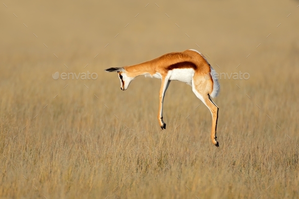 Jumping springbok antelope (Antidorcas marsupialis) in natural habitat, South Africa - Stock Photo - Images