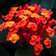 Orange flowers - PhotoDune Item for Sale