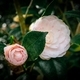 Flower - PhotoDune Item for Sale