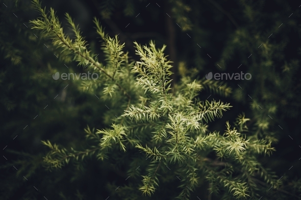 Leaves of Revolution Gold or Black Tea Tree (Melaleuca bracteata F.Muell) - Stock Photo - Images