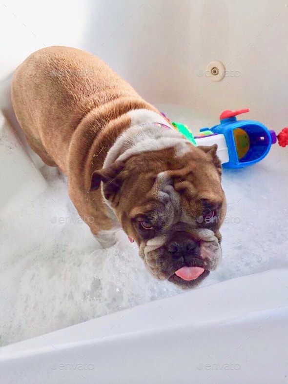 English Bulldog being given her first bath in bathtub Stock Photo by