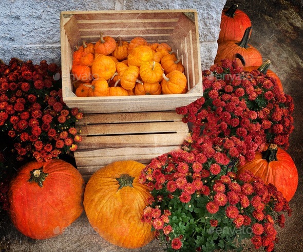 Pretty fall/autumn display of pumpkins and chrysanthemums!