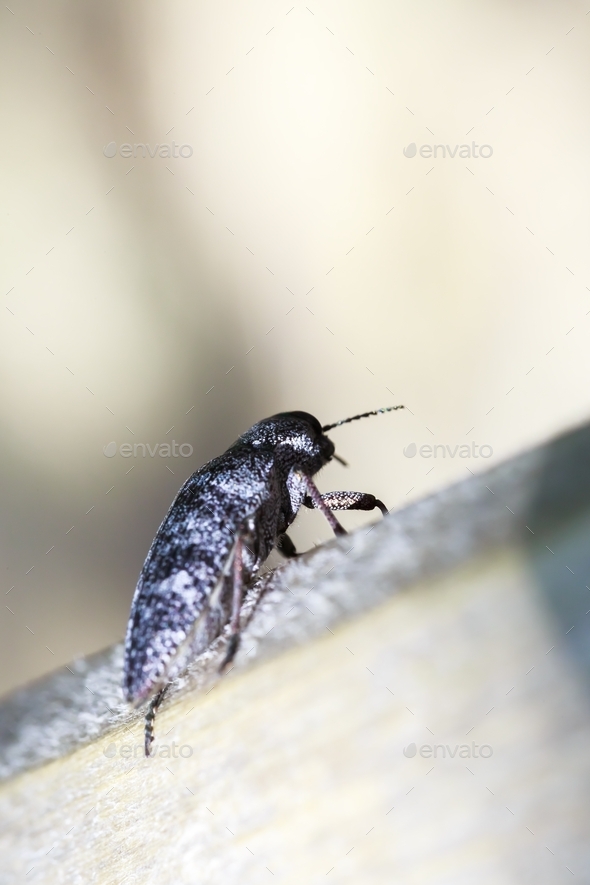 Click beetle Elateridae, soil crop pest close up