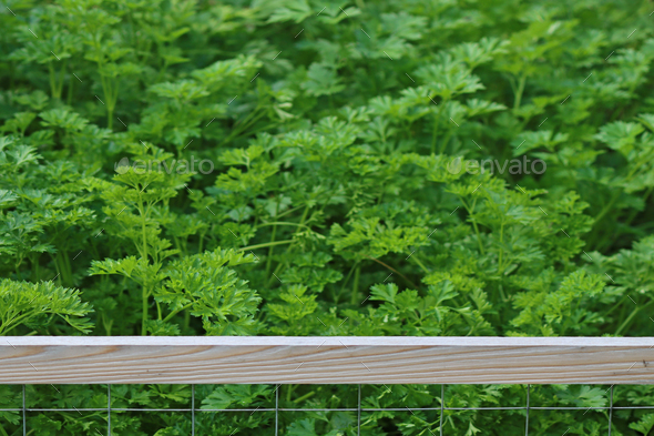 Parsley in the raised garden bed