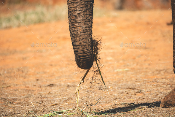 Closeup of senior elephant trunk with ears and fine lines and wrinkles in body roaming around freely