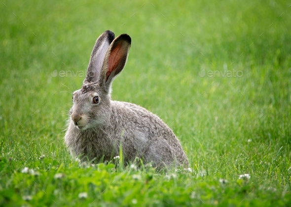 White-tailed jack rabbit enjoys clover in springtime.