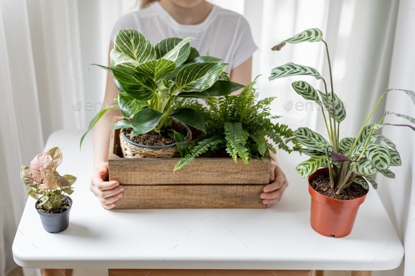 Girl’s hands holding wooden box with indoor plants. Home gardening, home plant delivery.