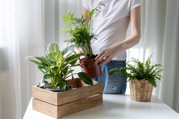 Girl in white t-shirt and jeans packs home plants in wooden box. Houseplant delivery.