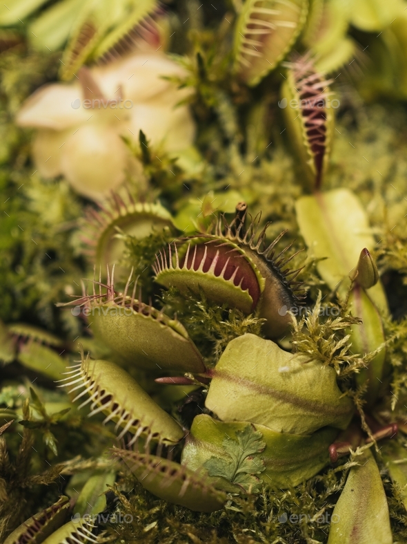 Venus Flyt rap plant that eats bugs Stock Photo by VeraPolly PhotoDune