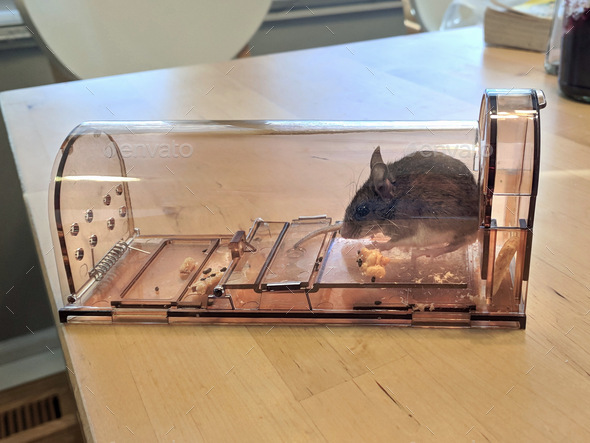 A live mouse caught in a humane live catch and release mousetrap