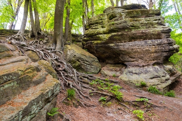 the witch\'s path in tecklenburg in the teutoburg forest in germany, a well-known nature reserve