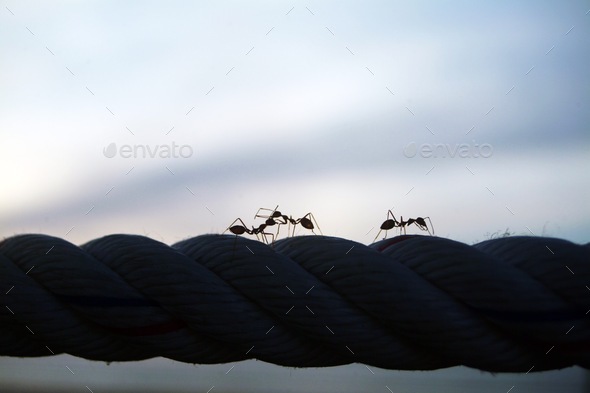 Ants on the rope - Stock Photo - Images
