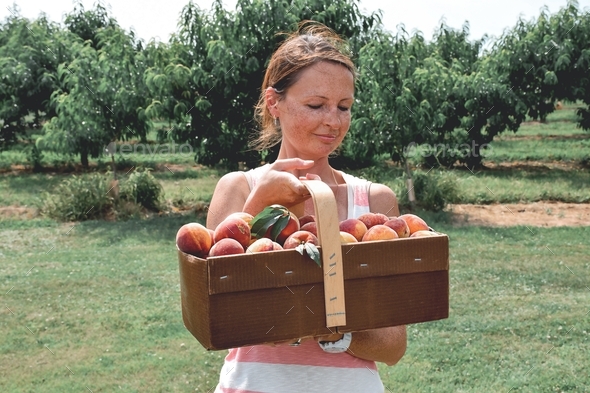 Peach farm harvest. Woman is holding a large basket with freshly picked peaches
