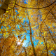 Aspen Fall Colors: trees with yellow leaves - PhotoDune Item for Sale