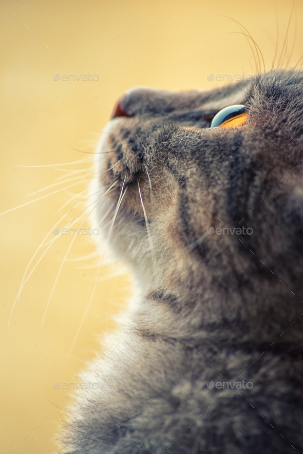 Little cat looking up - Stock Photo - Images