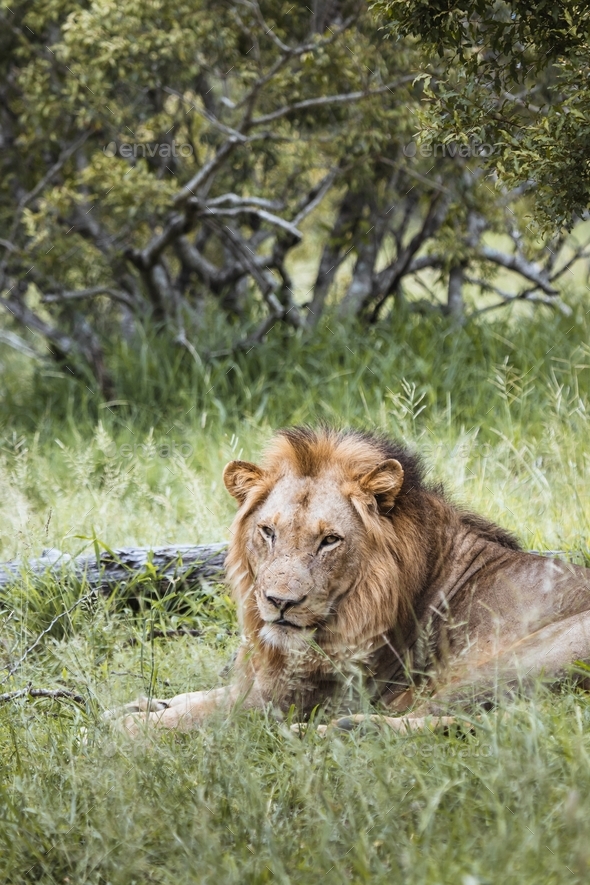 Lion in the Kruger National safari park in South Africa Stock Photo by ...