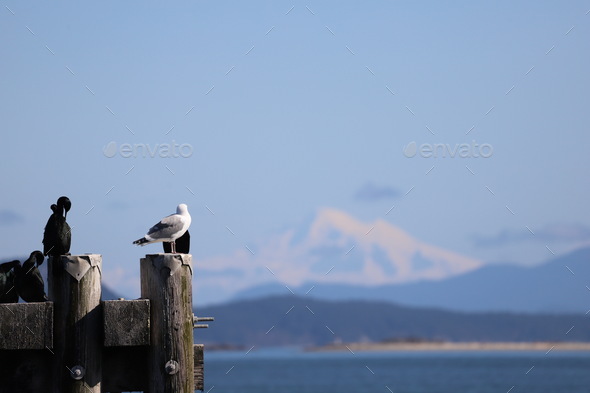 Birds and mountain behind Stock Photo by Olivija_photos | PhotoDune