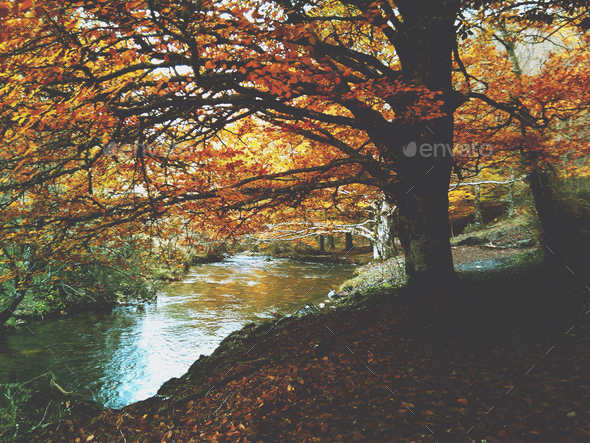 Fairytale forest. Autumn colors. Earth tone. Atmospheric mood.