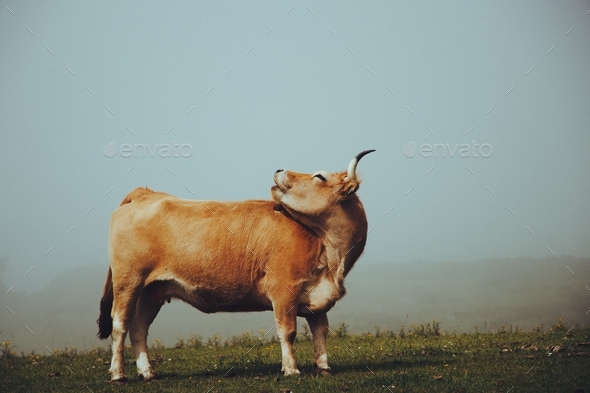 Orange cow. Farm animal in the countryside. Misty weather. Atmospheric mood.