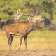 Male red deer belling in natural habitat on Veluwe - PhotoDune Item for Sale