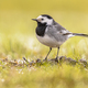 White wagtail on green grass background - PhotoDune Item for Sale